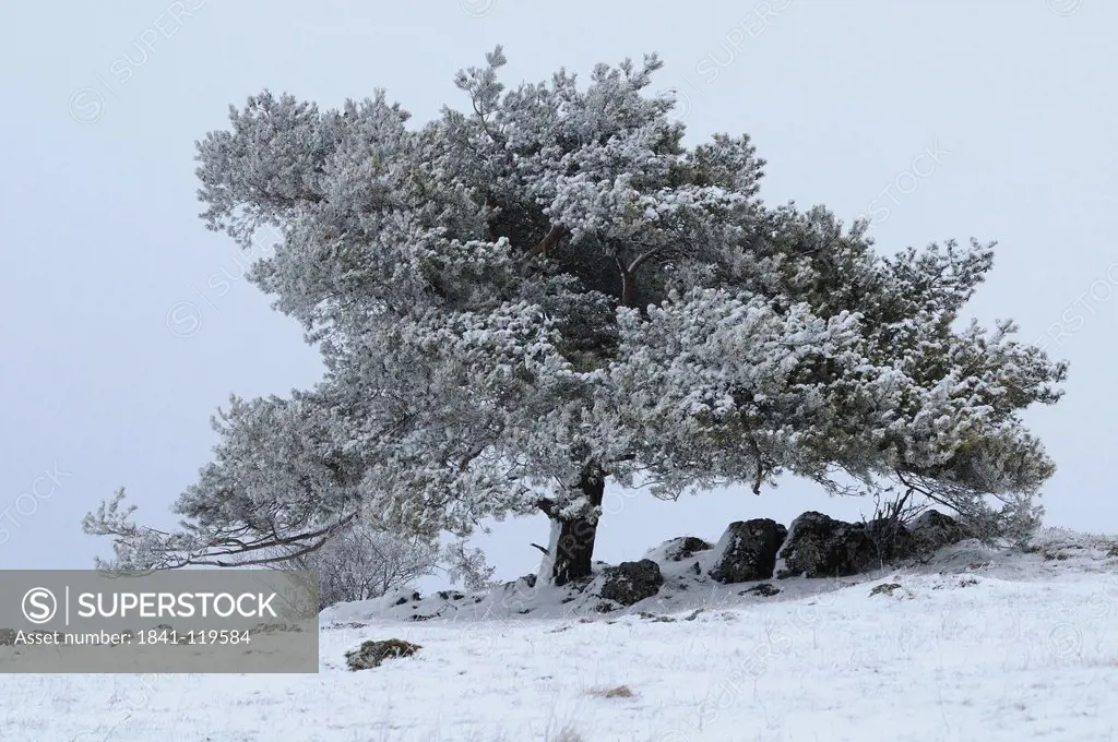 Scots Pine Pinus sylvestris in winter landscape
