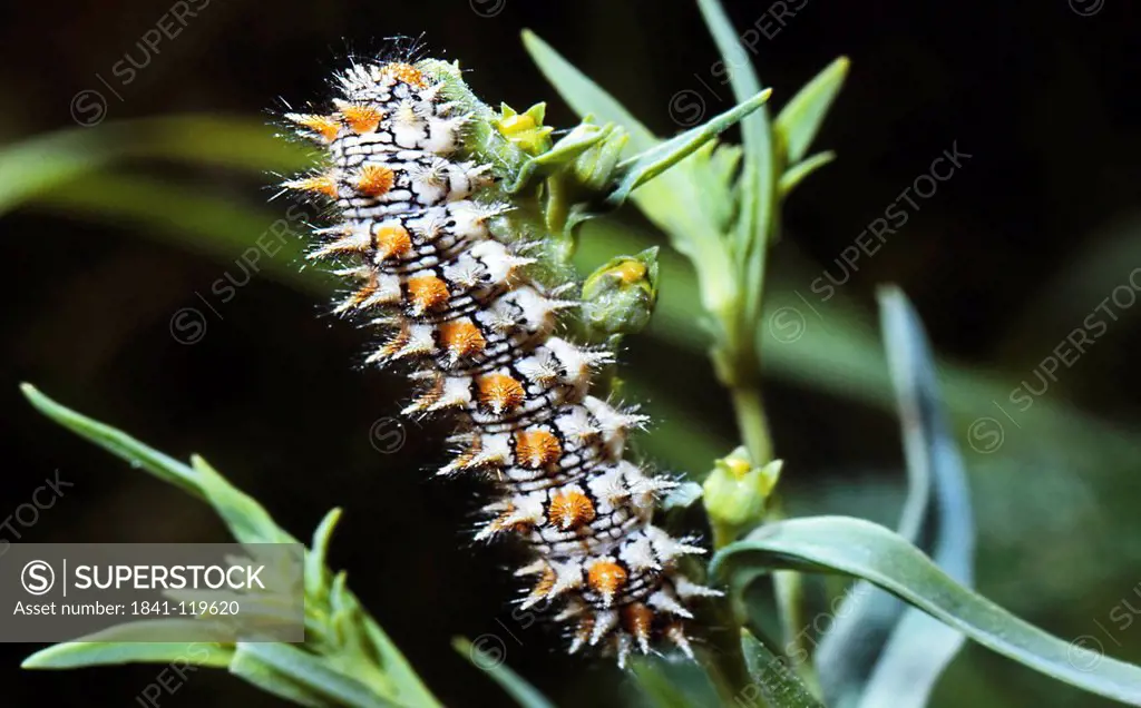 Caterpillar of a Heath Fritillary Melitaea athalia