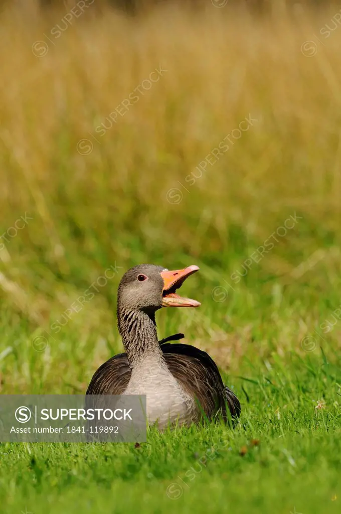 Greylag Goose Anser anser in meadow, Bavaria, Germany