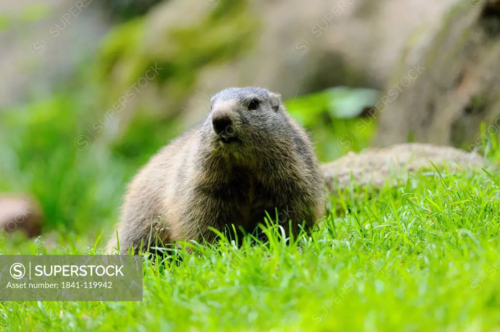 Young Alpine Marmot Marmota marmota in grass