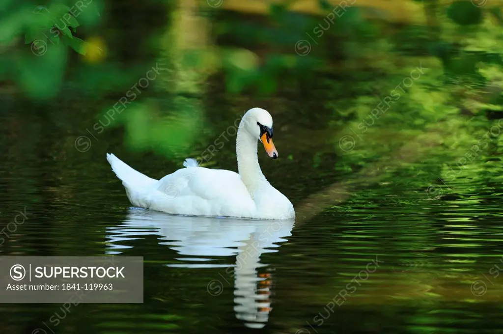 Mute Swan Cygnus olor swimming in water, Bavaria, Germany