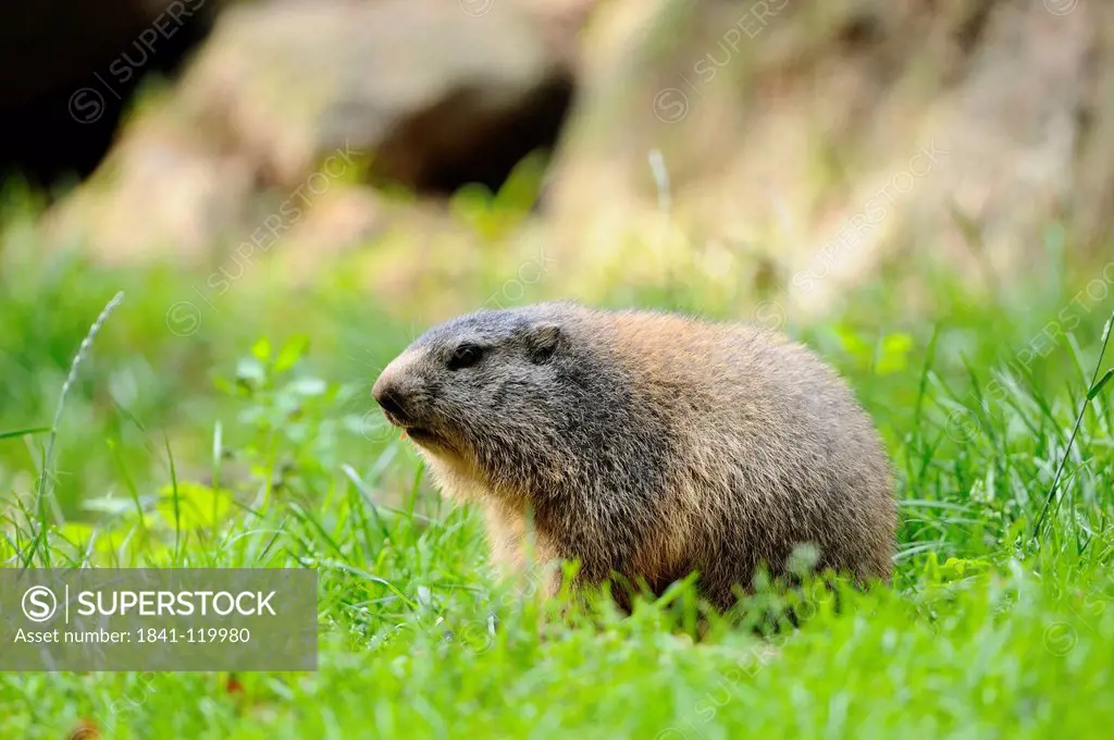 Young Alpine Marmot Marmota marmota in grass