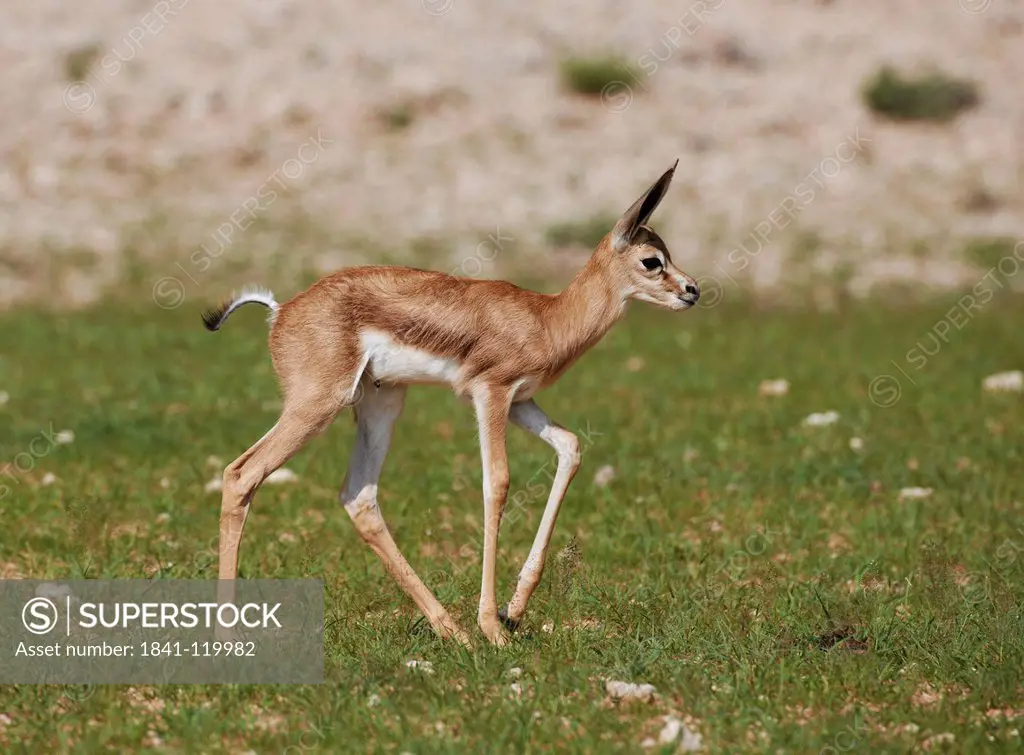 Newborn Springbok Antidorcas marsupialis, Kgalagadi Transfrontier Park, South Africa