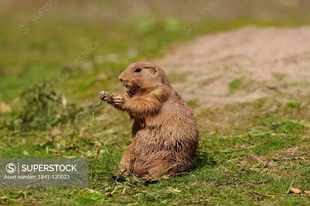 Black_tailed Prairie Dog Cynomys ludovicianus in grass