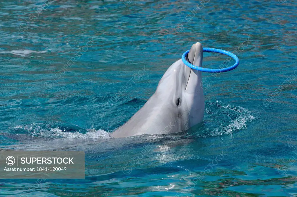 Bottlenose Dolphin Tursiops truncatus balancing ring on his mouth