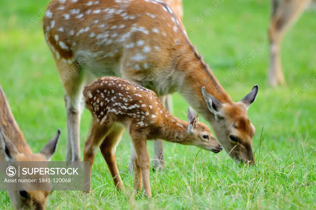 Young Sika Deer Cervus nippon with mother