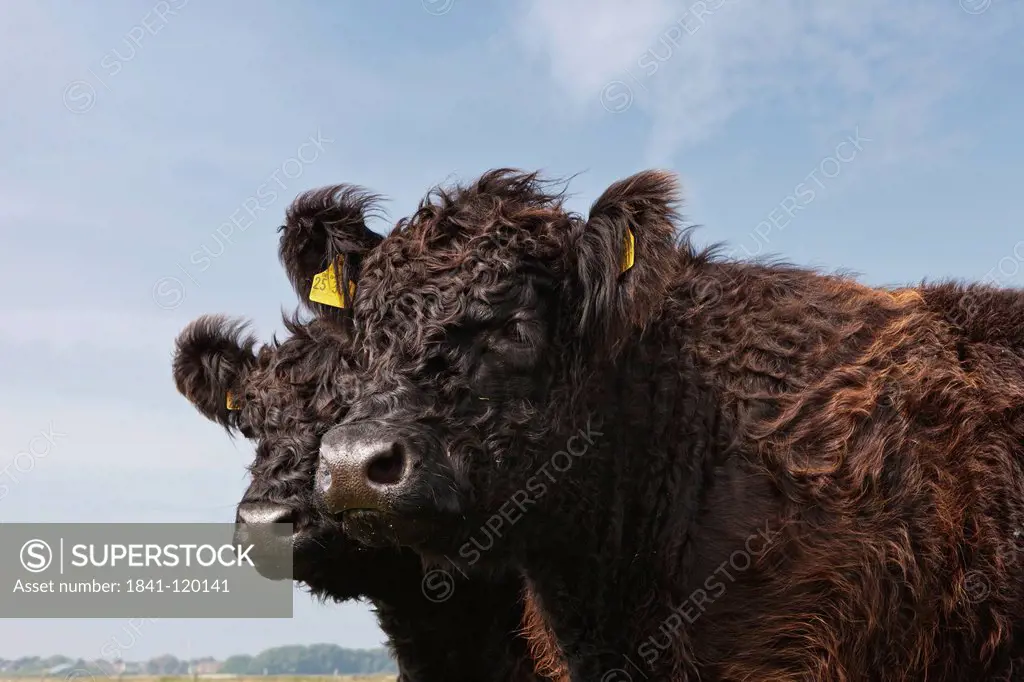 Two galloway cattles on a meadow