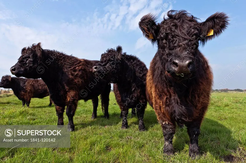 Four galloway cattles on a meadow