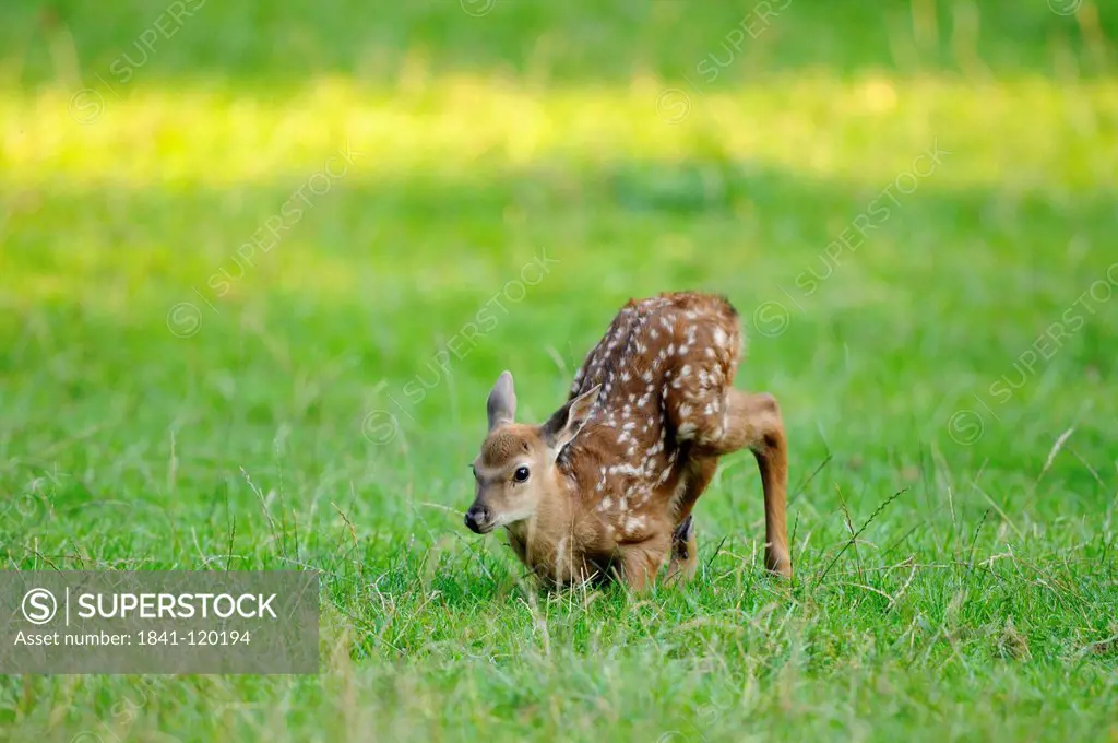 Young Sika Deer Cervus nippon kneeling in meadow