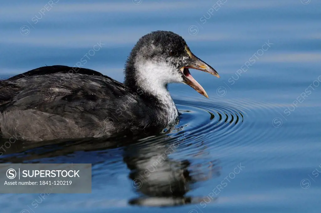 Young Coot Fulica atra swimming in water, Bavaria, Germany