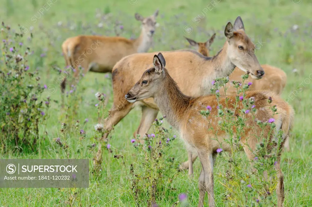 Red Deer Cervus elaphus standing in field, Bavaria, Germany