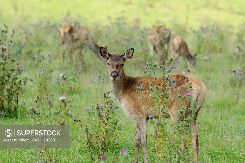 Red Deer Cervus elaphus standing in field, Bavaria, Germany