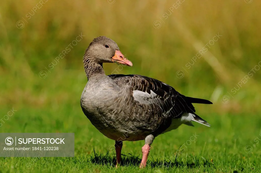Greylag Goose Anser anser standing in meadow, Bavaria, Germany