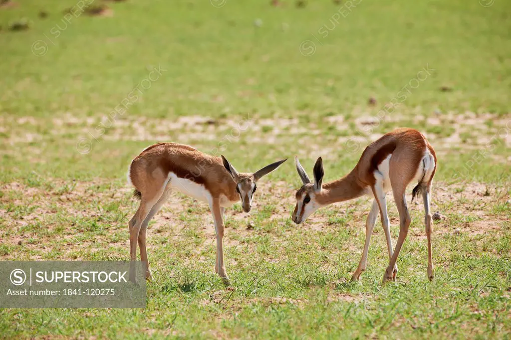 Two young Springboks Antidorcas marsupialis, Kgalagadi Transfrontier Park, South Africa
