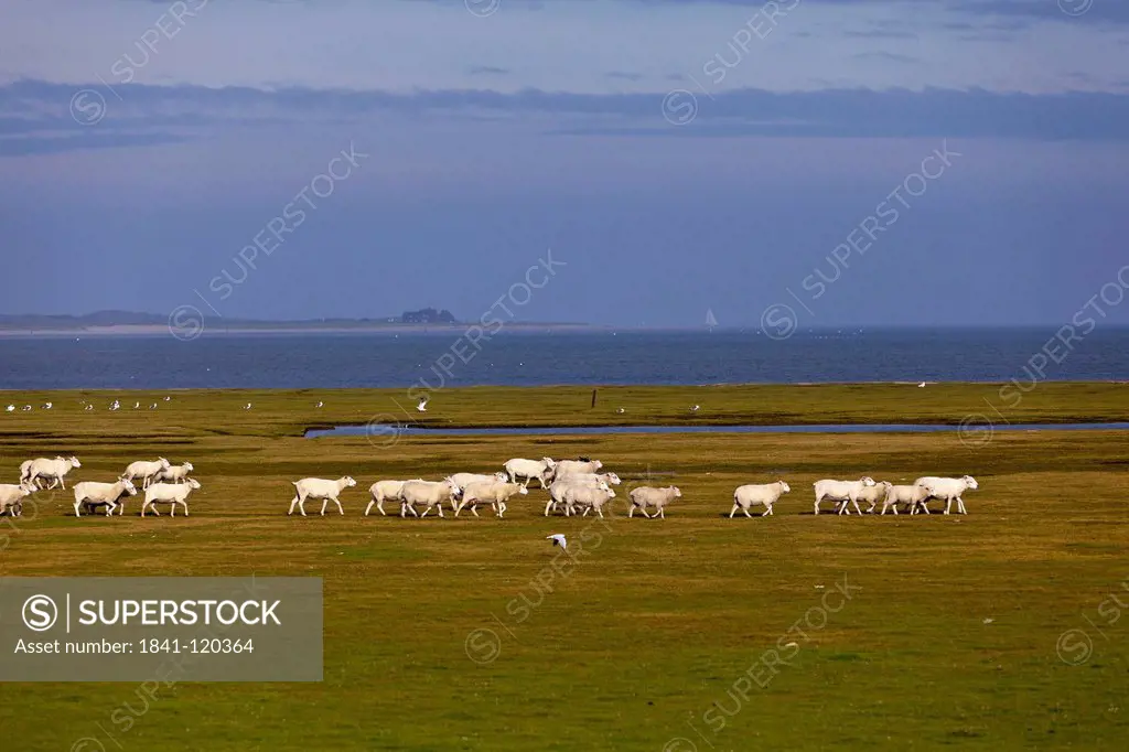Flock of sheep, Sylter Ellenbogen, Sylt, Schleswig_Holstein, Germany, Europe