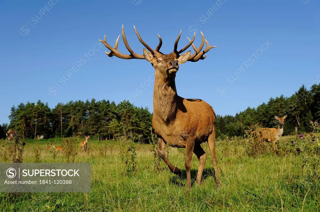 Male Red Deer Cervus elaphus standing in field, Bavaria, Germany
