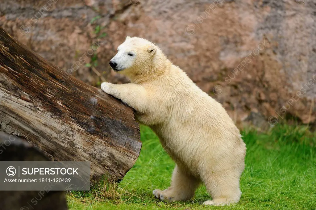Young Polar Bear Ursus maritimus at tree stub