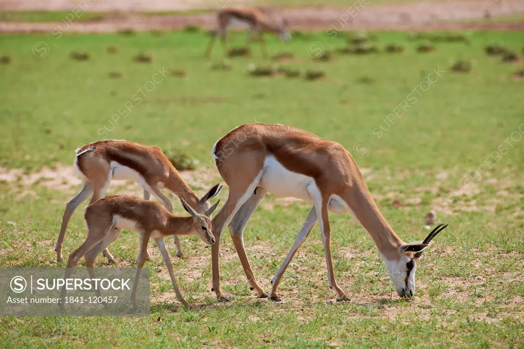 Grazing Springboks Antidorcas marsupialis, Kgalagadi Transfrontier Park, South Africa