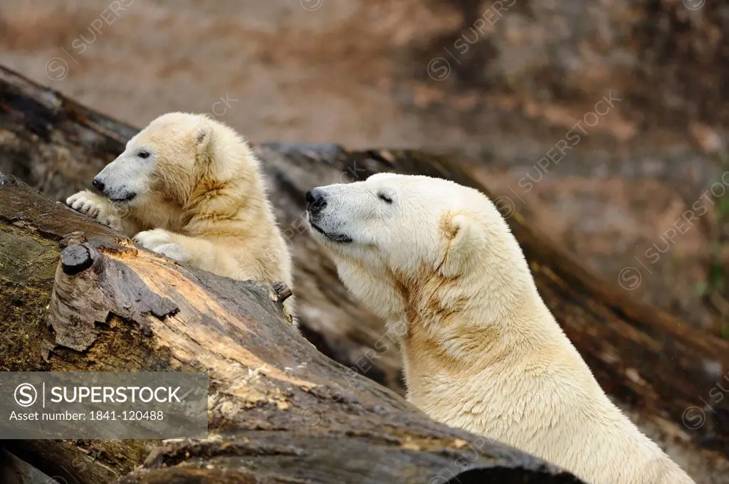 Two Polar Bears Ursus maritimus at a tree stumb