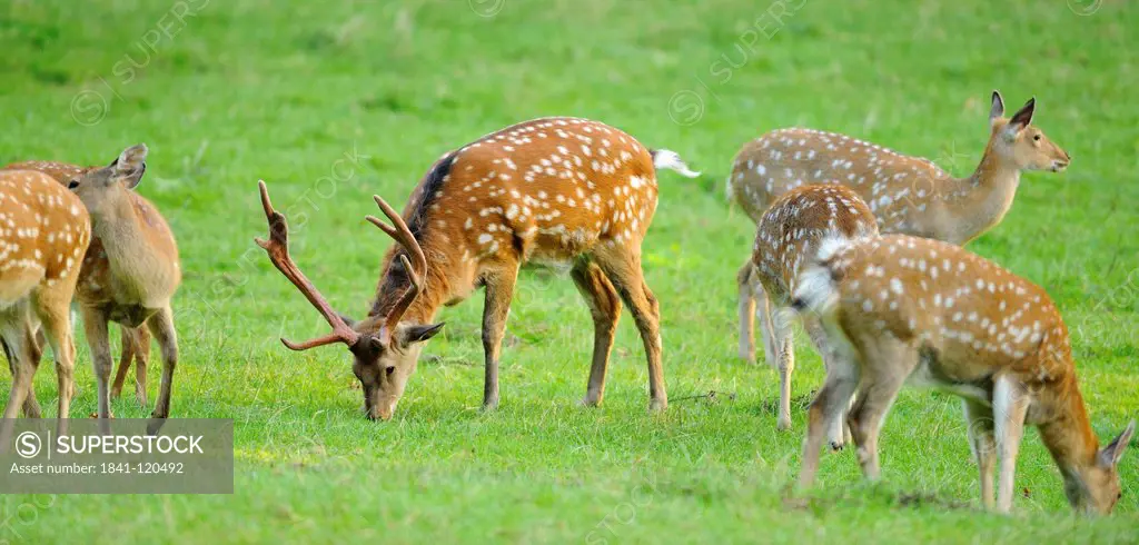 Herd of Sika Deer Cervus nippon standing in meadow