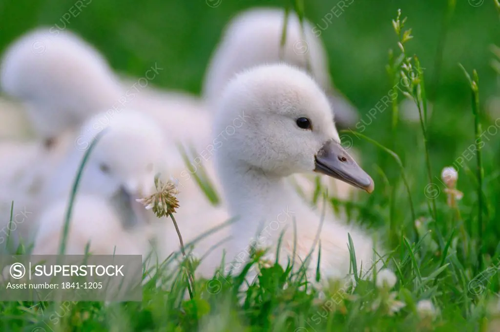 Close_up of Mute swan Cygnus olor cygnets in grass