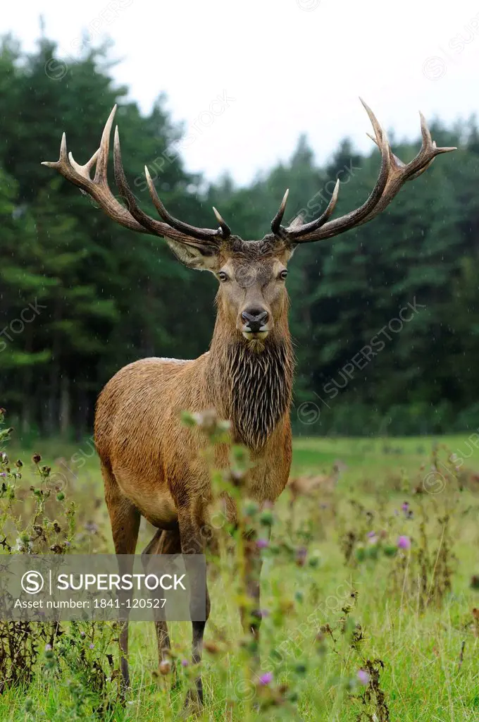 Male Red Deer Cervus elaphus standing in field, Bavaria, Germany