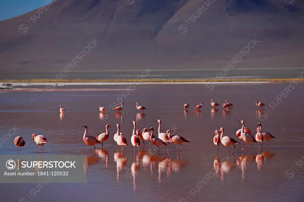 James´s Flamingo Phoenicoparrus jamesi in the Laguna Colorada in the Eduardo Avaroa Andean Fauna National Reserve, Bolivia