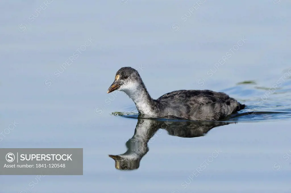 Young Coot Fulica atra swimming in water, Bavaria, Germany