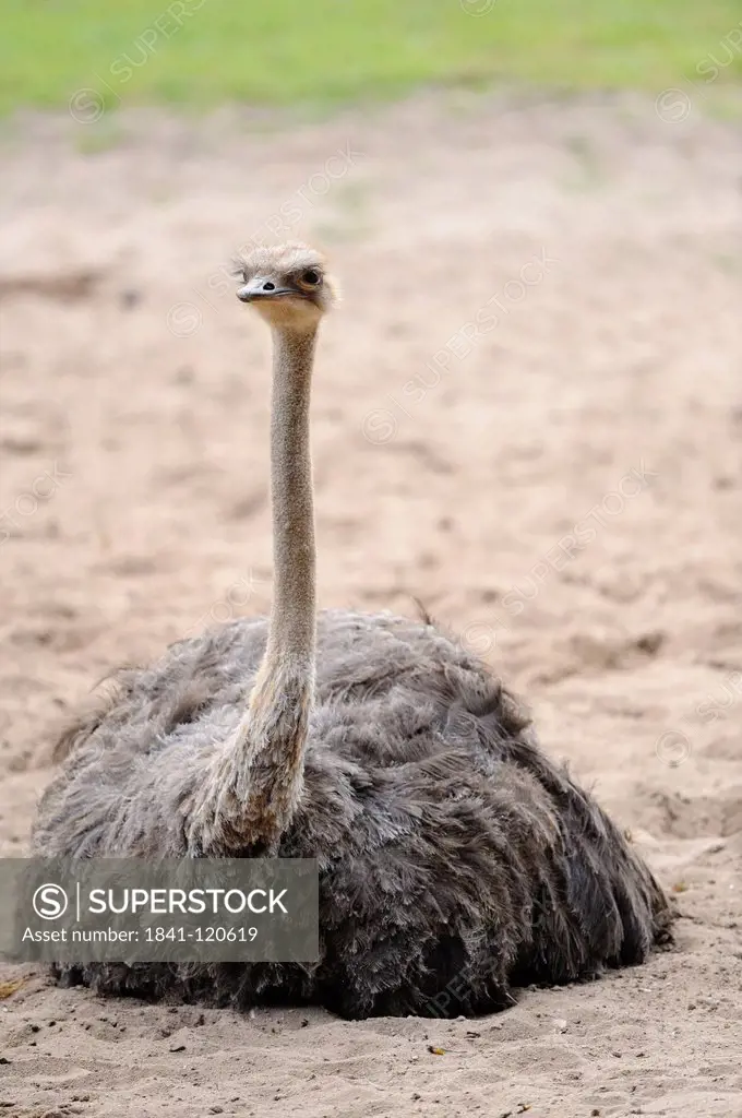 Southern Ostrich Struthio camelus australis lying in sand