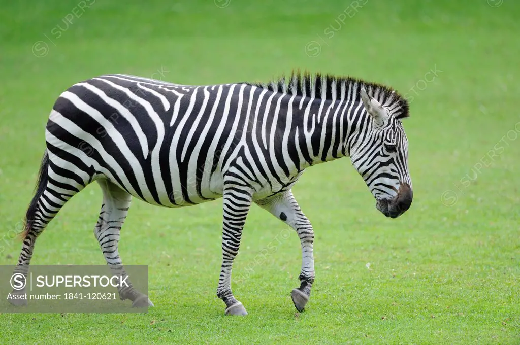 Grant´s Zebra Equus quagga boehmi walking in meadow