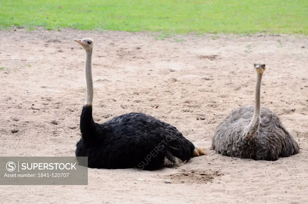 Two Southern Ostriches Struthio camelus australis lying in sand