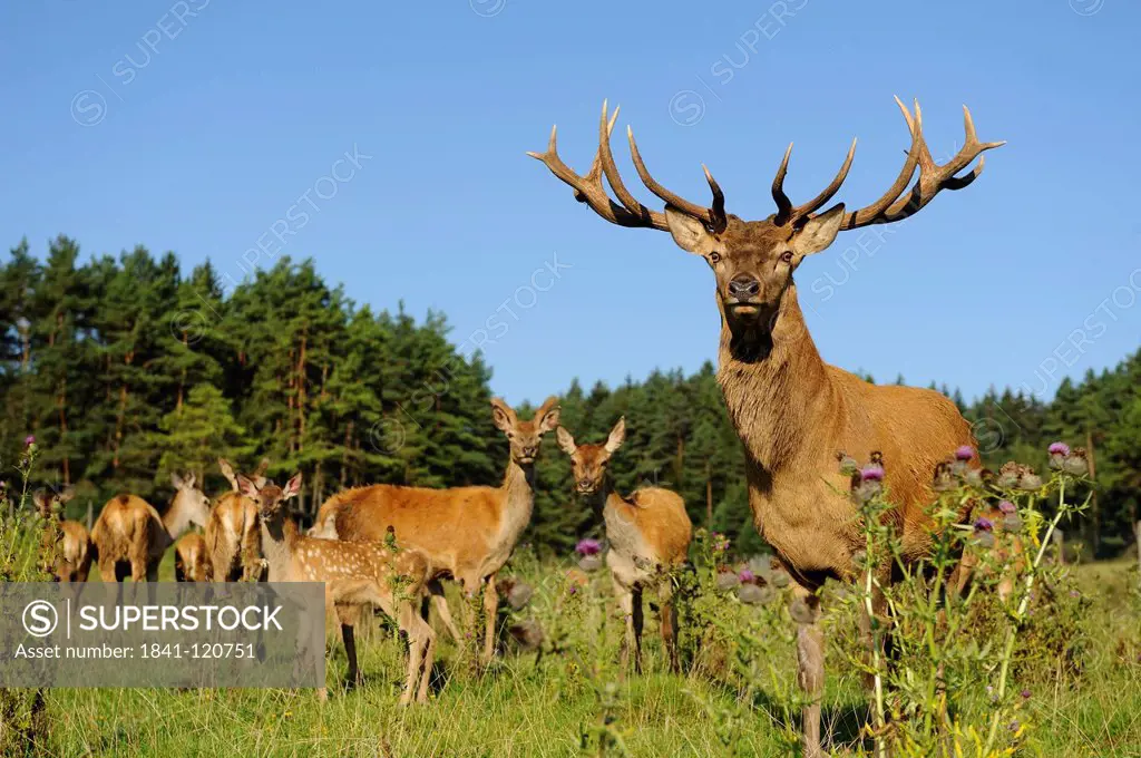 Male Red Deer Cervus elaphus with herd in field, Bavaria, Germany