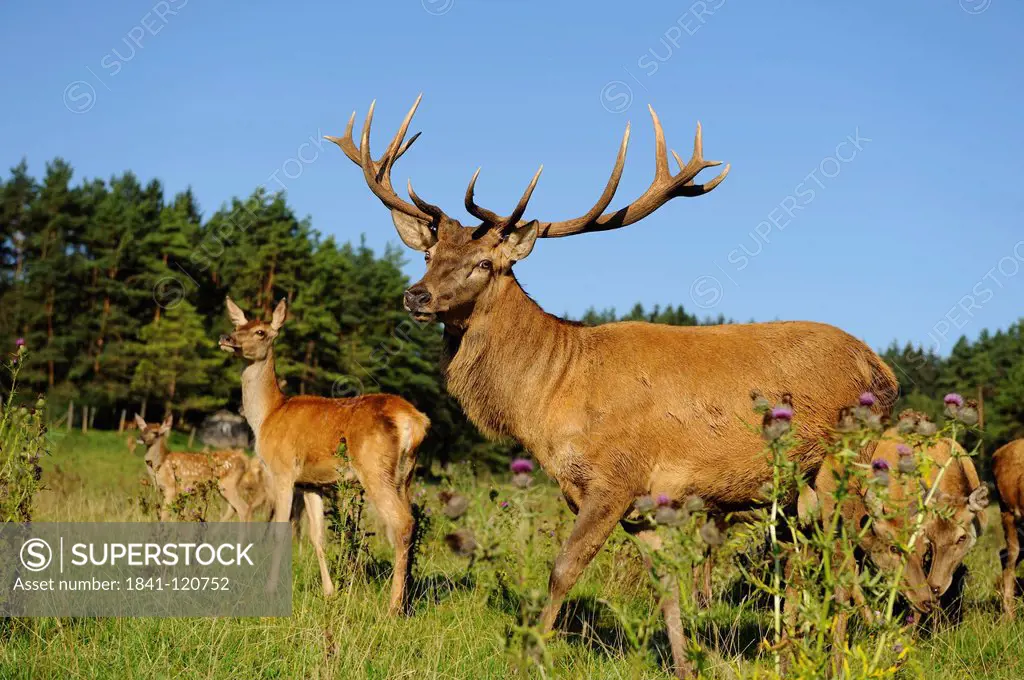 Male Red Deer Cervus elaphus with herd in field, Bavaria, Germany