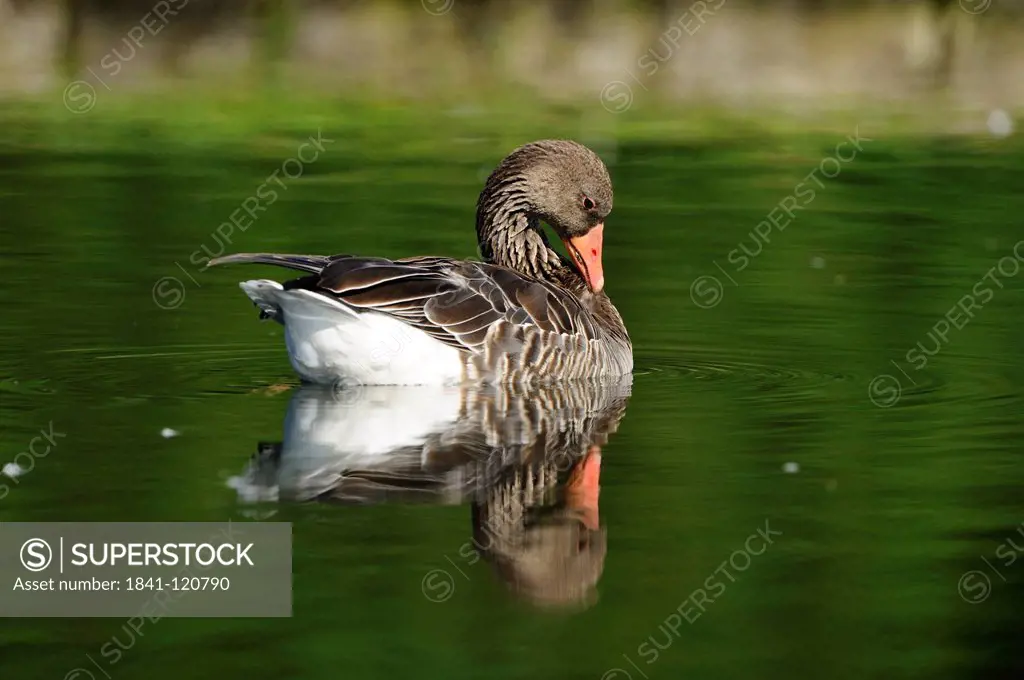 Greylag Goose Anser anser swimming in water, Bavaria, Germany