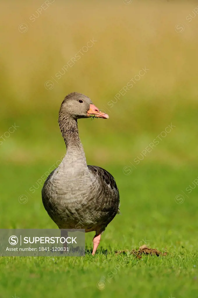 Greylag Goose Anser anser standing in meadow, Bavaria, Germany