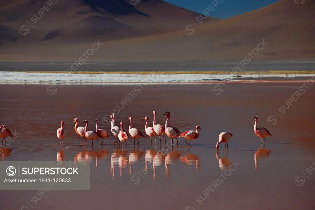 James´s Flamingo Phoenicoparrus jamesi in the Laguna Colorada in the Eduardo Avaroa Andean Fauna National Reserve, Bolivia