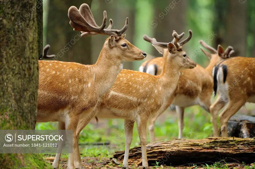 Fallow deers, Bavaria, Germany, Europe