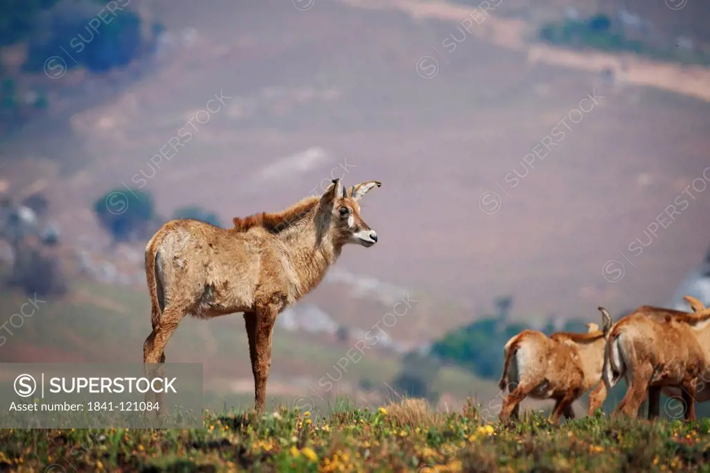 Roan Antelope, Hippotragus equinus, Nyika_Plateau, Malawi, Africa