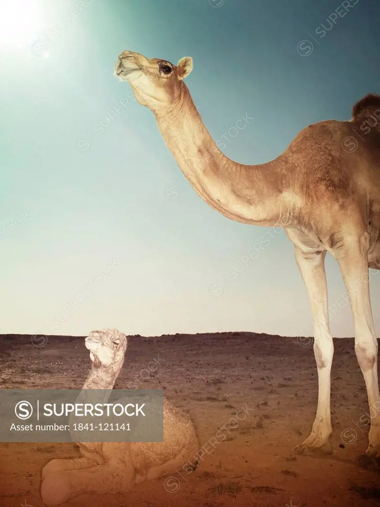 Camel with young deer, desert, Qatar, Arabia