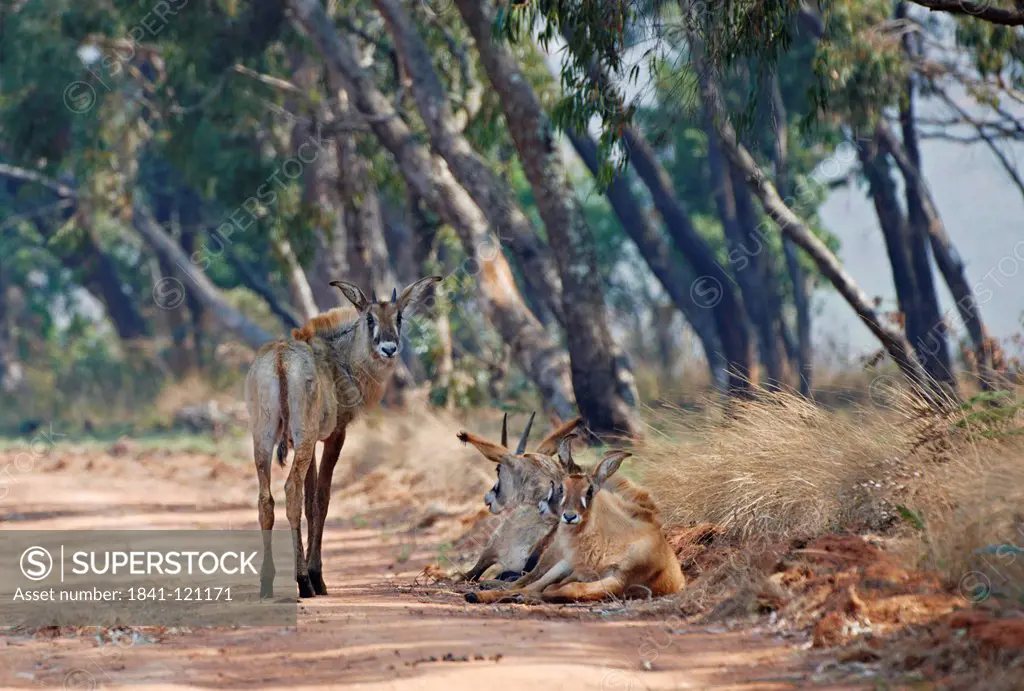 Roan Antelopes, Hippotragus equinus, Nyika_Plateau, Malawi, Africa