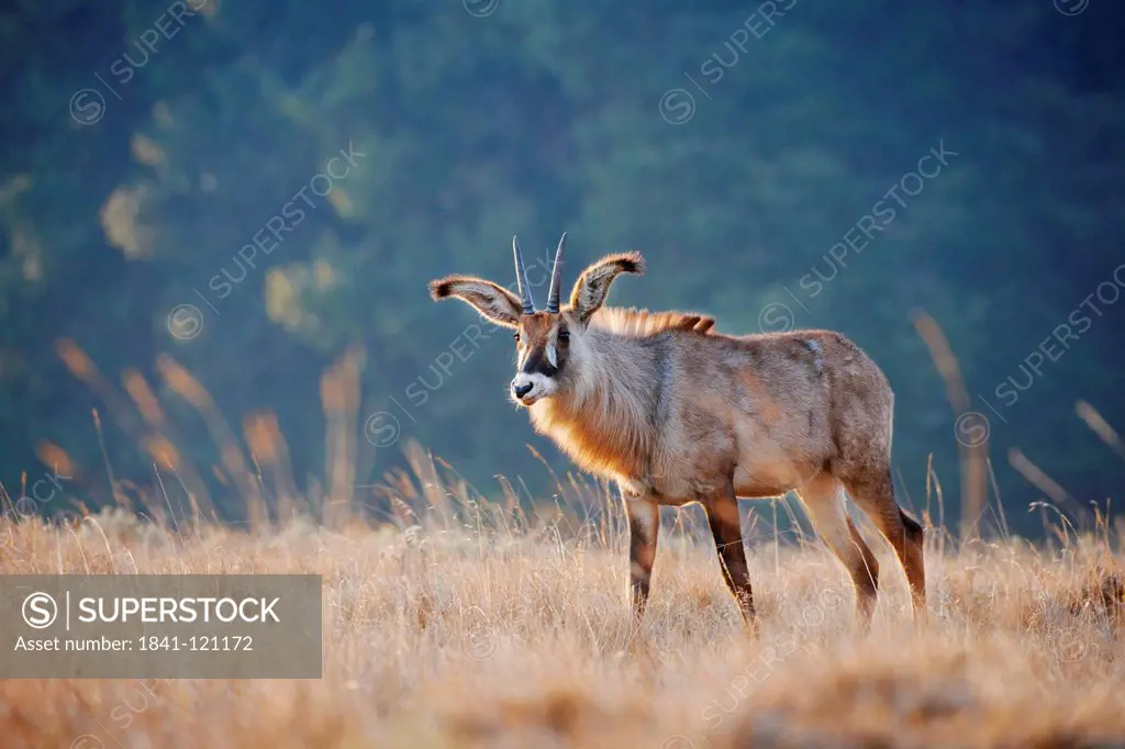 Roan Antelope, Hippotragus equinus, Nyika_Plateau, Malawi, Africa
