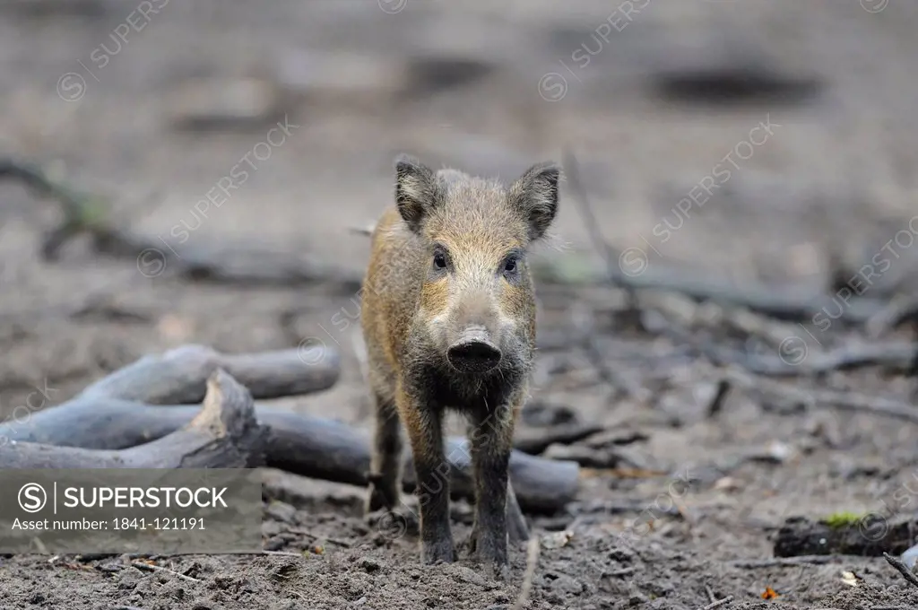 Young wild boar, Sus scrofa, Wildpark Alte Fasanerie, Hanau, Hesse, Germany, Europe