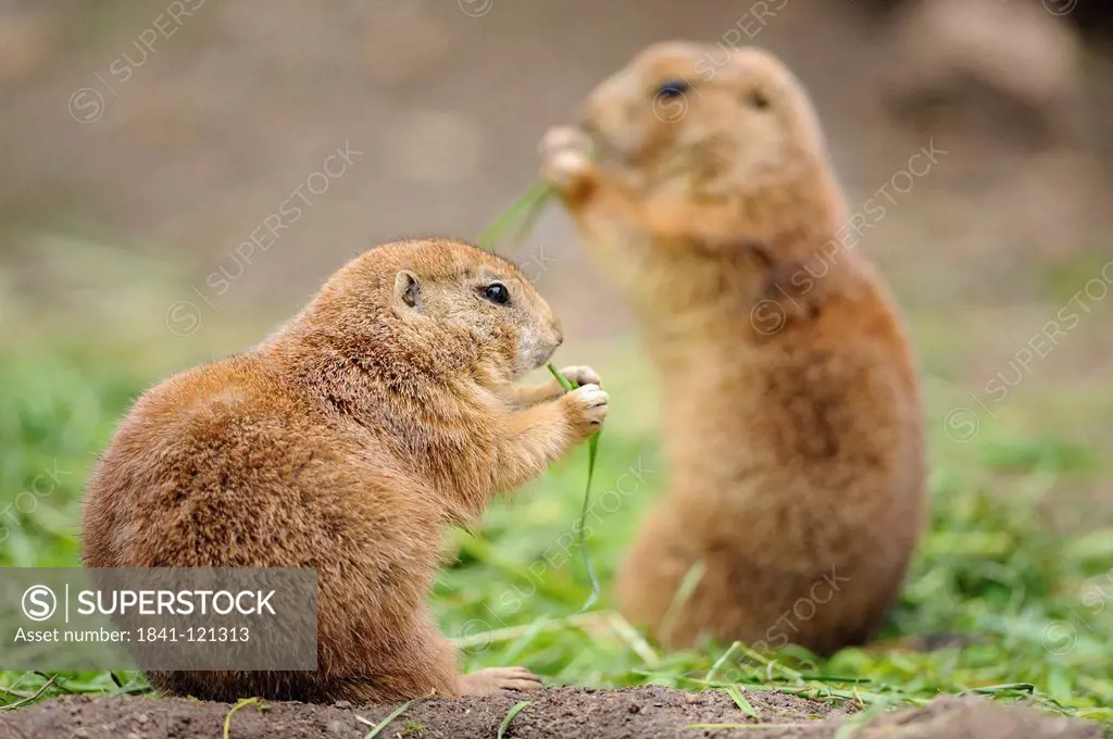Two prairie dogs, Cynomys ludovicianus