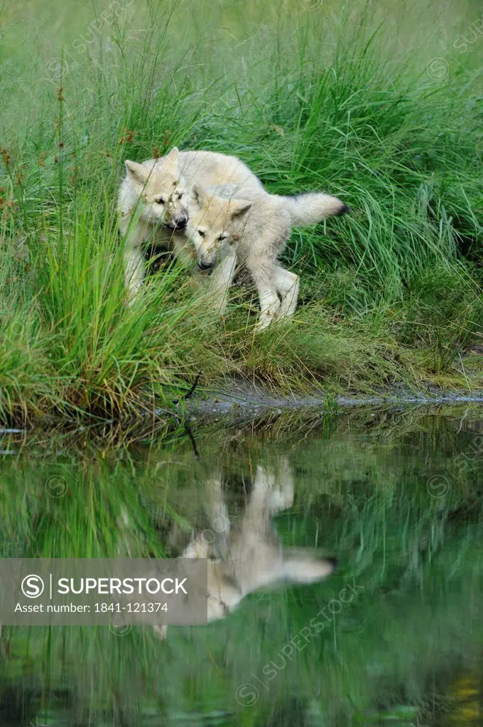 Two polar wolves, Canis lupus arctos, Wildpark Alte Fasanerie, Hanau, Hesse, Germany, Europe