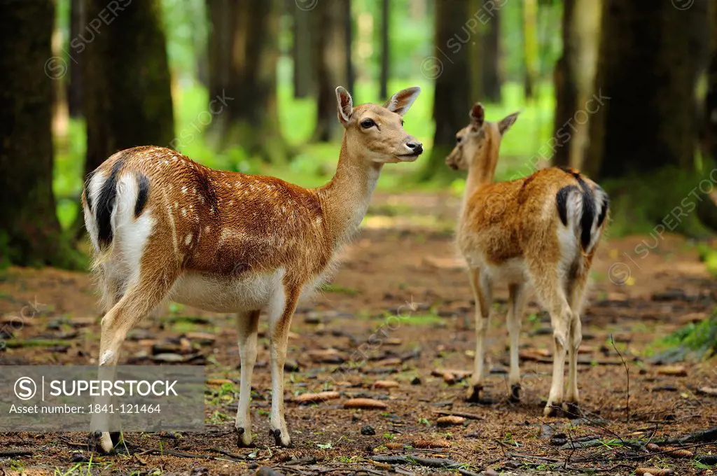 Fallow deer, Dama dama, Bavaria, Germany, Europe