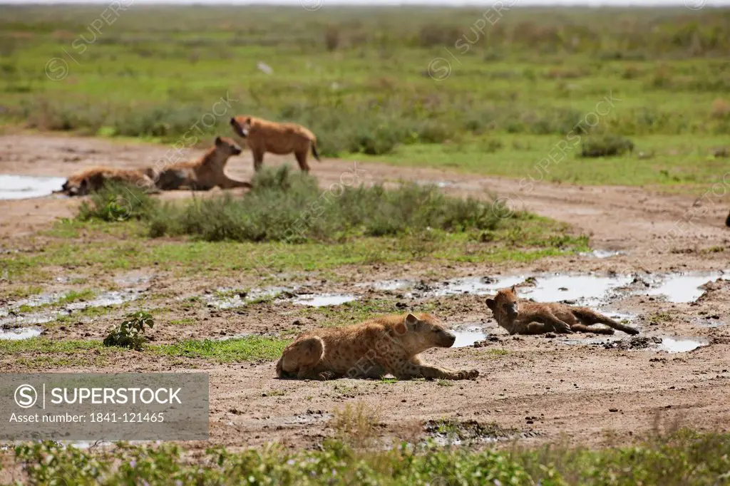 Spotted Hyena, Crocuta crocuta, Serengeti, Tanzania, Africa