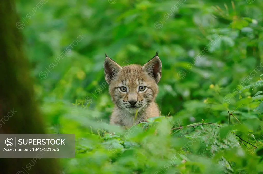 Young eurasian lynx, lynx lynx, Wildpark alte Fasanerie Hanau, Hesse, Germany, Europe