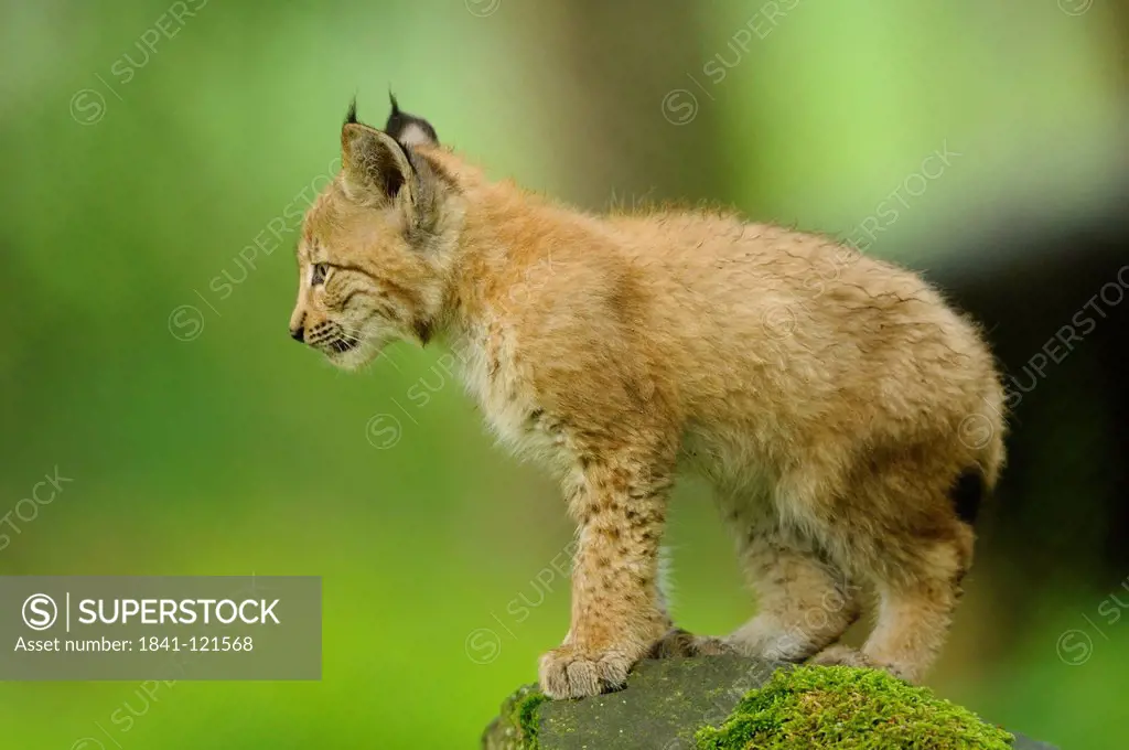 Young eurasian lynx, lynx lynx, Wildpark Alte Fasanerie Hanau, Hesse, Germany, Europe