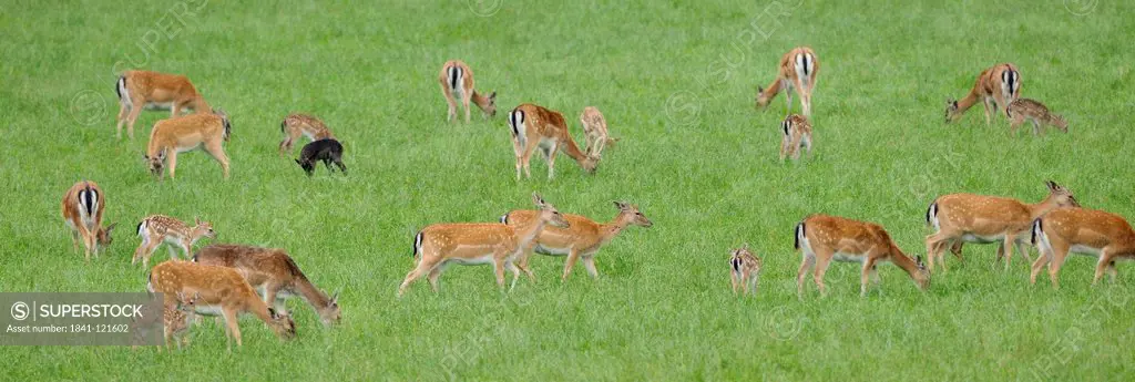 Fallow deers, Dama dama, Bavaria, Germany, Europe