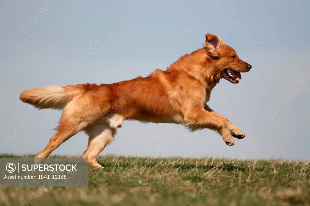 Golden Retriever running in field